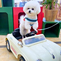 ドライブしてるみたい！？  おすまし顔がキュートなあんこちゃん（画像提供：あんことおはぎさん）