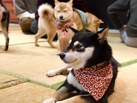 小さな柴犬とふれあう和の空間　ほっこり人気の「豆柴カフェ」