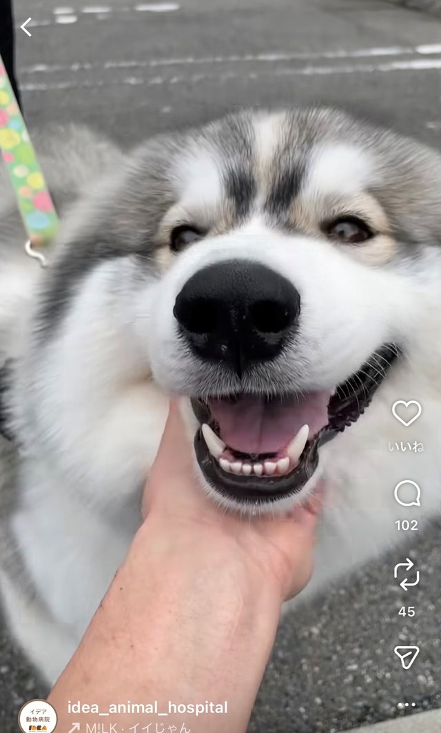 メガネの名残がすこし