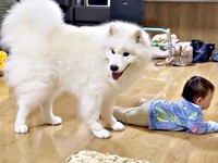飼い主さんのほうを見て、ワン！ と吠えるこはくちゃん（画像提供：サモエド こはくさん）