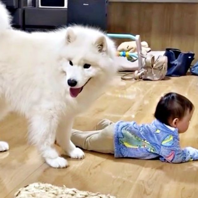飼い主さんのほうを見て、ワン！ と吠えるこはくちゃん（画像提供：サモエド こはくさん）