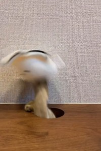こんなふうににょっと前足がぬいぐるみをつかんでました（「保護猫あぶら&ぽんず」さん提供、Instagramよりキャプチャ撮影）