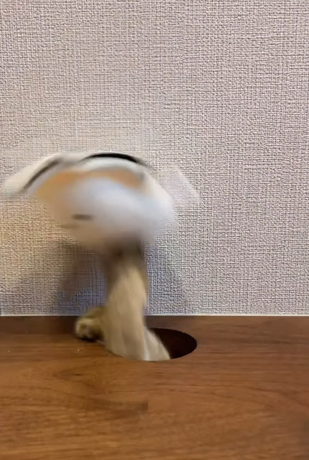 こんなふうににょっと前足がぬいぐるみをつかんでました（「保護猫あぶら&ぽんず」さん提供、Instagramよりキャプチャ撮影）