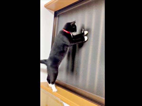 ヤモリを捕まえようとするあられちゃん（画像提供：もちすけさん）