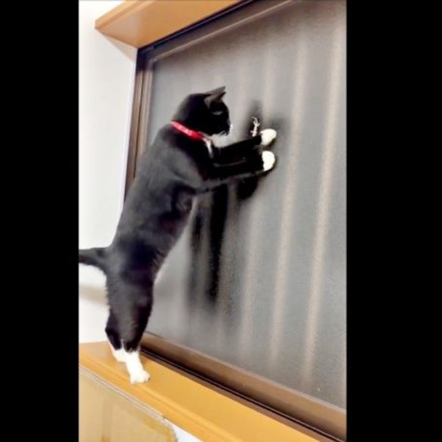 ヤモリを捕まえようとするあられちゃん（画像提供：もちすけさん）