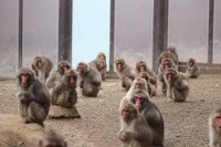 高尾山さる園・野草園のニホンザルたち