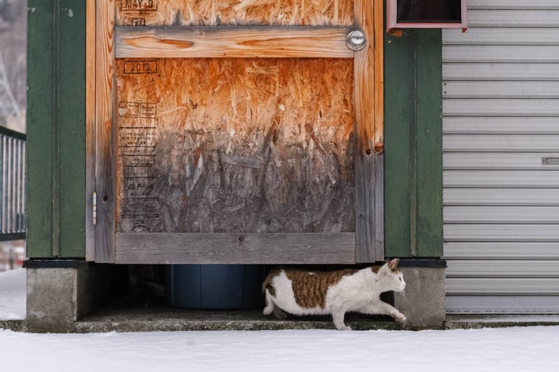 「かべねこ」より　（撮影　吉田裕吏洋）