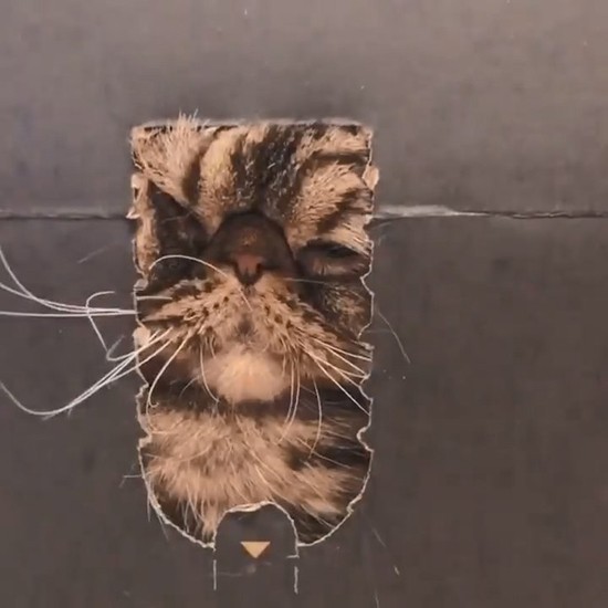 大好きな段ボールで遊ぶJAM