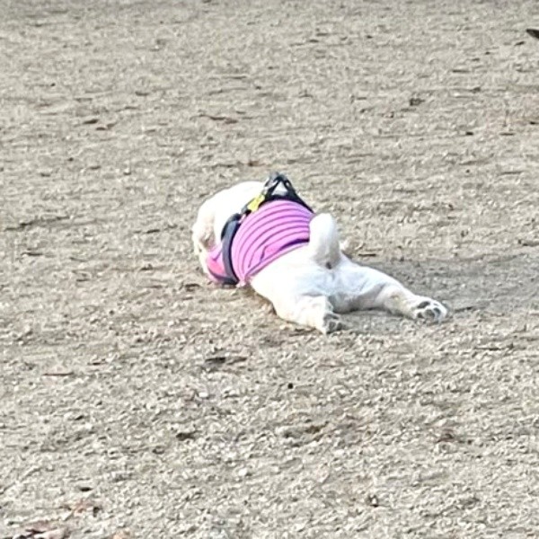 ドッグランで行き倒れ！？ 豪快に休むてんてんくん（画像提供：てんてんの毎日さん）