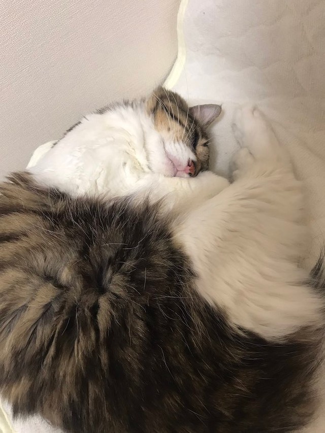 リモートワーク中の癒しの寝顔（提供：丸山カネキリカさん）