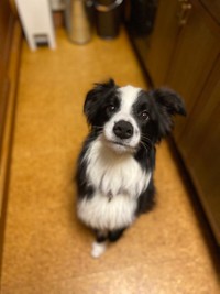 ごはん待ちカイルくん＝麻実さん（@mami_wmyco）提供