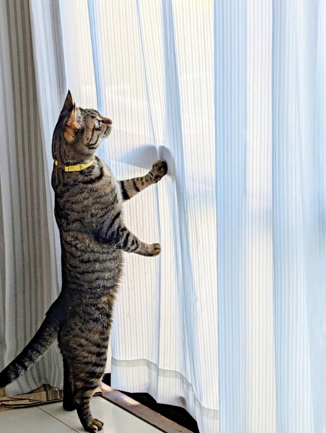 「渾身の壁ドン」。窓辺で二足立ちするたまちゃん（画像提供：にゃんこ先生さん）