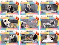 トップアイドル、タンタンのお誕生日会は動物園の一大イベント。プレゼントケーキは年々大きくなりました（画像は公式動画からキャプチャ）