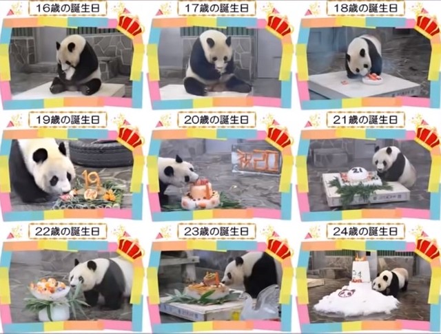 トップアイドル、タンタンのお誕生日会は動物園の一大イベント。プレゼントケーキは年々大きくなりました（画像は公式動画からキャプチャ）
