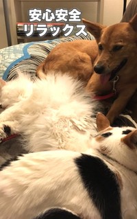 犬を変えようとするのではなく、安心できる環境を整えること（Ako Yamazakiさん提供、Instagramよりキャプチャ撮影）