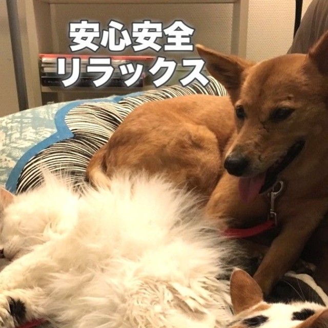 犬を変えようとするのではなく、安心できる環境を整えること（Ako Yamazakiさん提供、Instagramよりキャプチャ撮影）