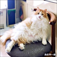 現在6歳。ごはん待ちをするかなたくん（画像提供：あきや～まさん）