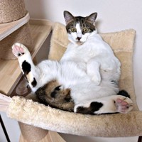 キャットタワーのハンモックでくつろぐかぢめくん（画像提供：かさねさん）