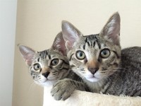 落ち着き始めた福助くんと幸愛ちゃん。もうOさんを噛むことはありません