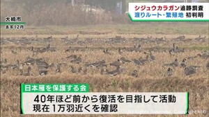 絶滅の恐れシジュウカラガン　渡りのルートと繁殖地が判明