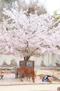 「桜とカッピー」を必死に撮影する担当者（神戸市立王子動物園提供）