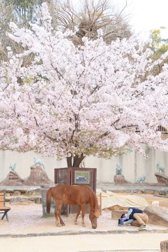 「桜とカッピー」を必死に撮影する担当者（神戸市立王子動物園提供）