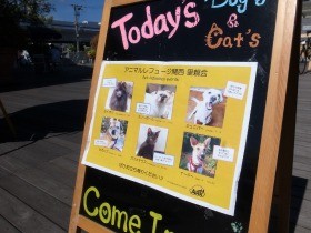 人懐こい保護犬や保護猫に会いにきて　お店で出張譲渡会