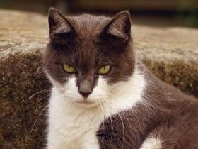 “ドヤ顔”の猫ばかりの写真集　たくましさに胸キュン必至！？