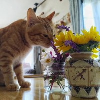 いい匂いだにゃ〜でも、食べ物じゃないにゃ