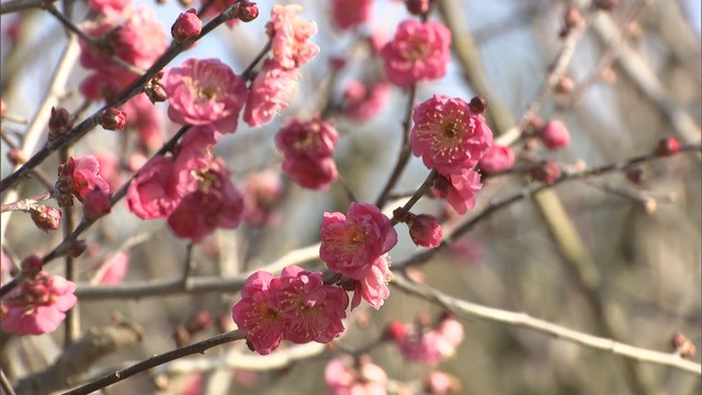 ウメの開花も始まっている