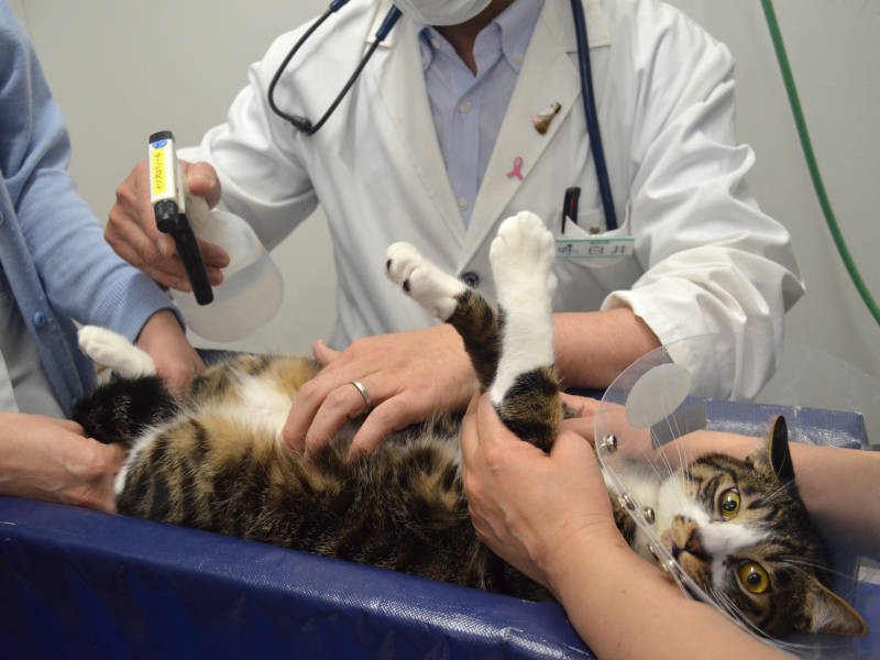 仰向けにされたときは、さすがにちょっとビックリした様子だったレイちゃん