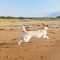思いきり走るまる子ちゃん。気持ちよさそう！（画像提供：ラブラドールのコナまる子さん）