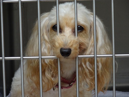 ペットの幸せとは？　犬や猫のニーズを知ろう