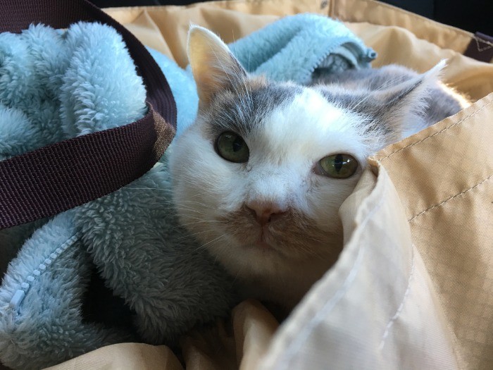 闘病中のもみじ（「猫がいなけりゃ息もできない」から）