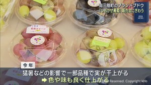 宮城・南三陸町のブランドブドウ「しおかぜ葡萄」販売会　多くの人で賑わう　色や味は良し