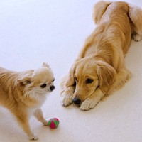 先輩犬と仲良く過ごすみーちゃん（画像提供：みーさん）