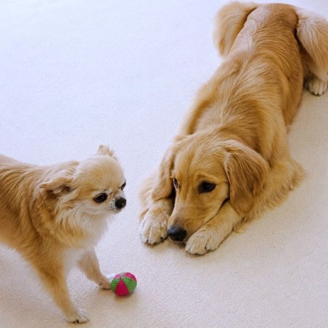 先輩犬と仲良く過ごすみーちゃん（画像提供：みーさん）