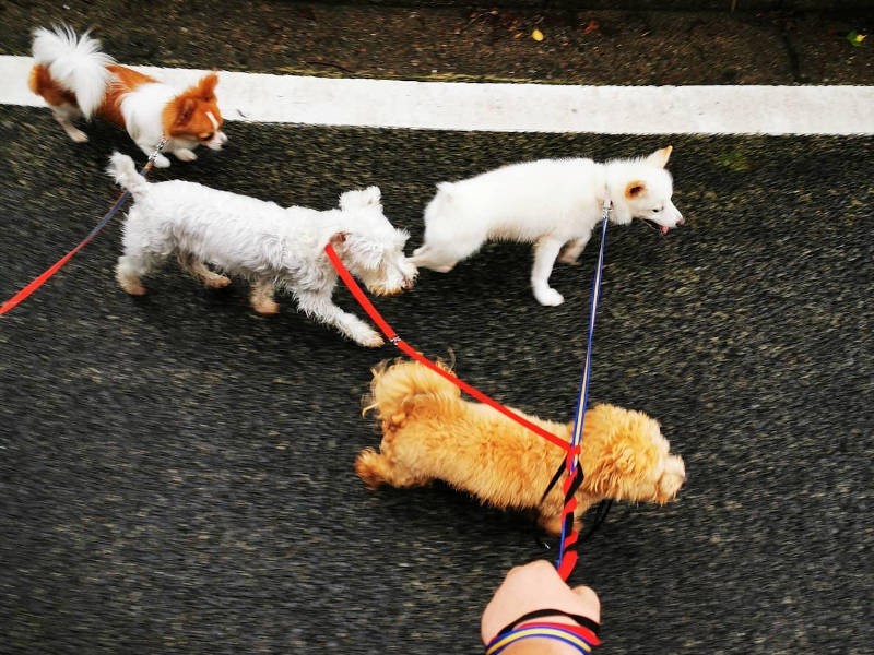 小春くん（右上）、社会化を学び、無事カラーも卒業