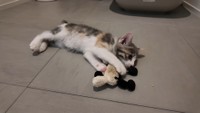 両手でぬいぐるみをしっかりキャッチします（提供：おかゆ生活さん）