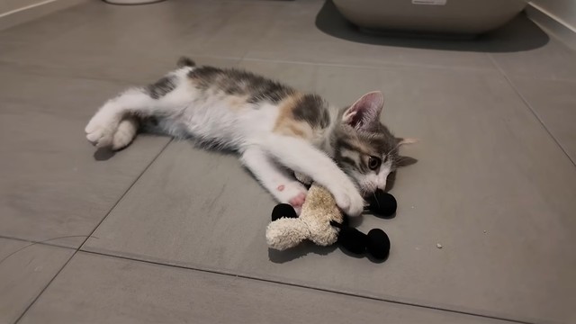 両手でぬいぐるみをしっかりキャッチします（提供：おかゆ生活さん）
