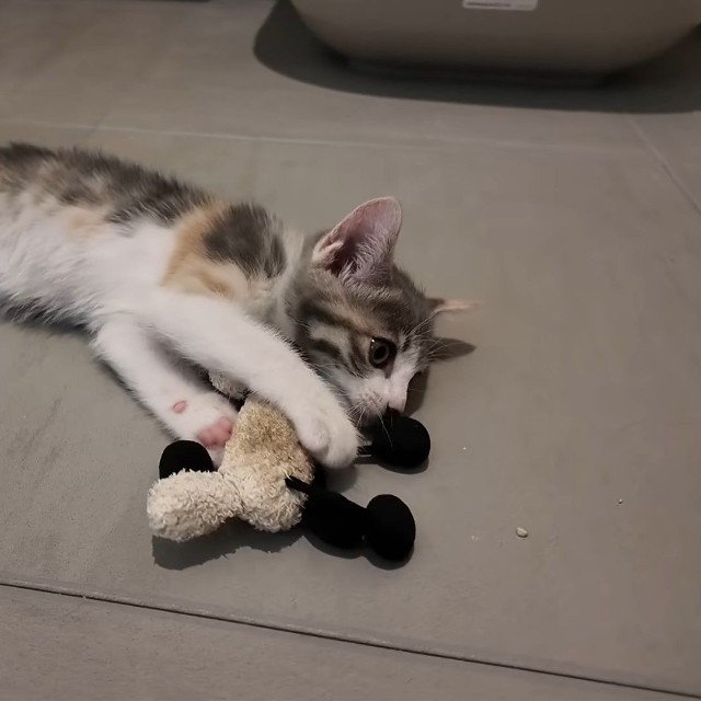 両手でぬいぐるみをしっかりキャッチします（提供：おかゆ生活さん）