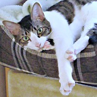 耳が大きく手足が長いくうちゃん（画像提供：Ｙさん）