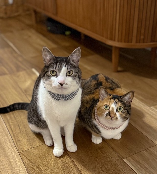 左から”ニャラーム”のアメちゃん、ハレちゃん（「保護猫きょうだいハレとアメ」さん提供、Instagramよりキャプチャ撮影）