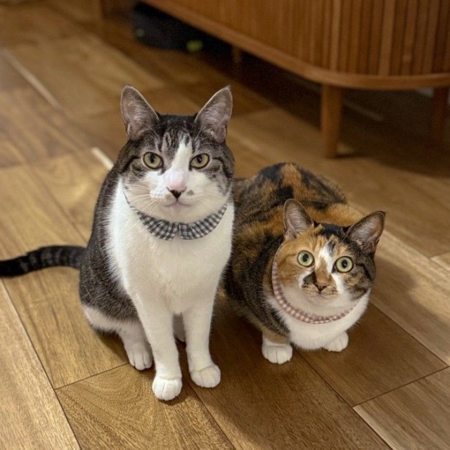 左から”ニャラーム”のアメちゃん、ハレちゃん（「保護猫きょうだいハレとアメ」さん提供、Instagramよりキャプチャ撮影）