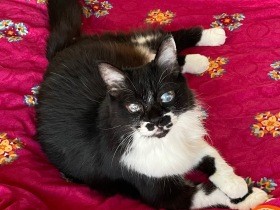 どうしてもまた会いたい　愛猫の死が教えてくれたのは「私の人間らしさ」だった