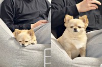 寝てる時と起きてる時。いつも眠そうなてんくん（画像提供：てん（6）さん）