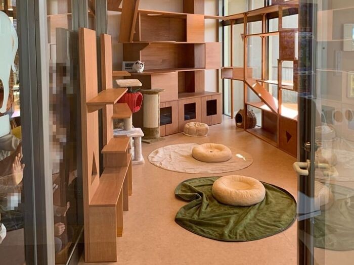 ペピイにゃんmeetsルーム。相性を見たり、その子の個性を観察するために、この部屋に出してあげるそうです。猫の習性を理解した部屋作りですね！高低に動けるよう工夫がされています