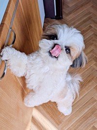 「ご飯は？？」 アピール上手なズシくん（画像提供：シーズーのズシさん）