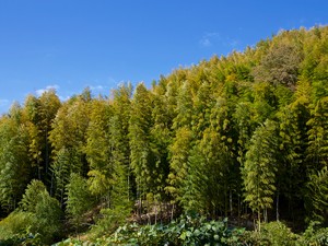 山林の相続税評価の方法とは？　分類や相続後の必須事項も解説