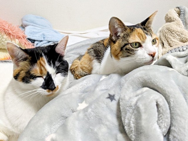 仲良くうとうと…（左から）シナちゃん、姉猫のトビ子ちゃん（画像提供：tobi8/8さん）